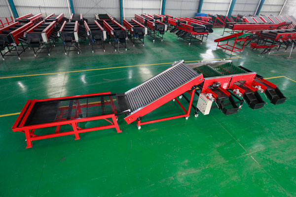 中型大蒜分选机批发