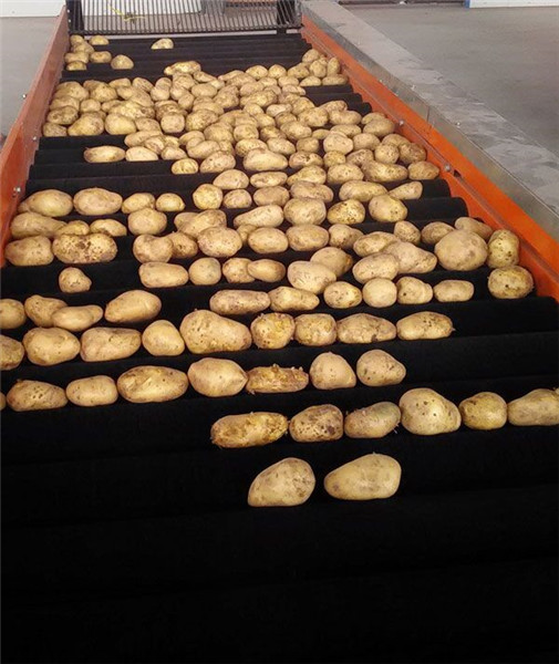 自动果蔬清洗机