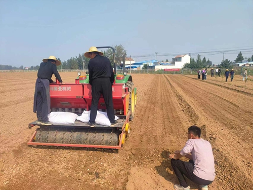 新型大蒜种植机